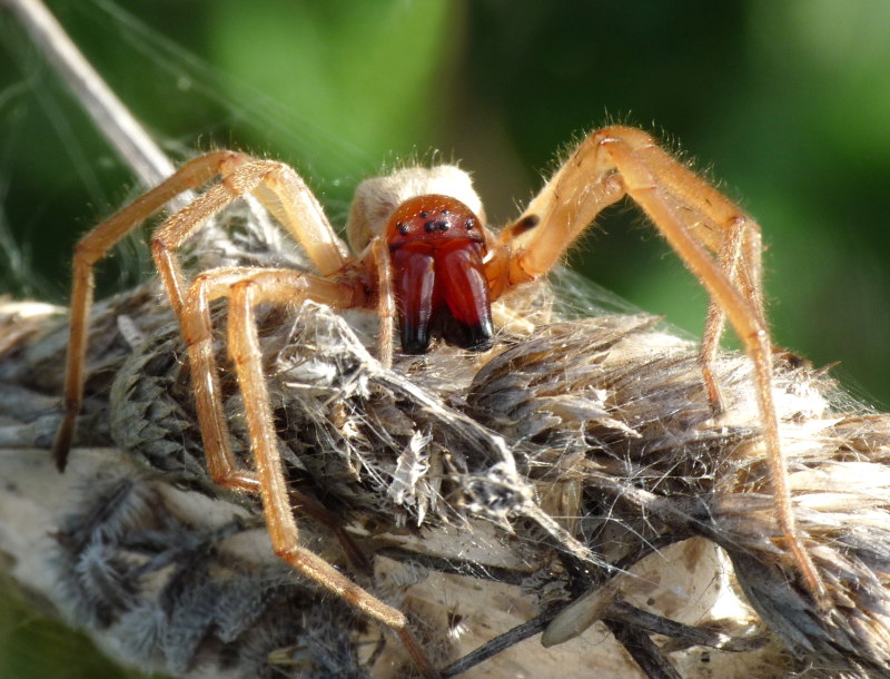 Cheiracanthium punctorium ?